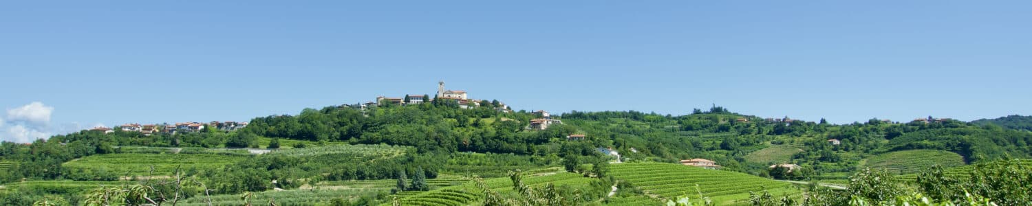 Weinberg in Goriška Brda, Slowenien